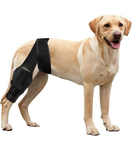 Amazon.co.jp: NexPon 犬用膝装具、犬用前十字靭帯膝装具後肢、後肢用